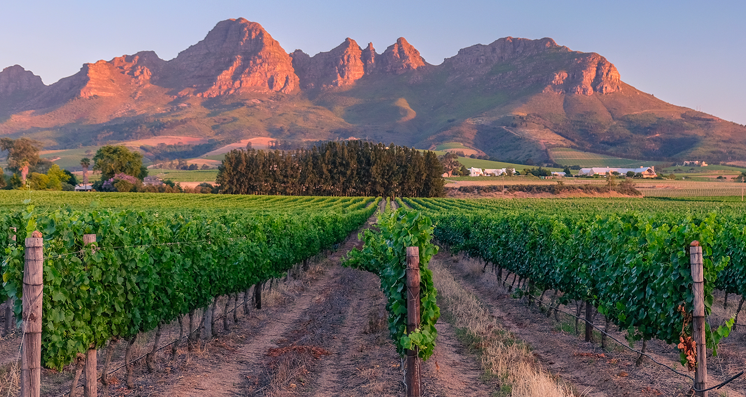 Vins d'Afrique du Sud