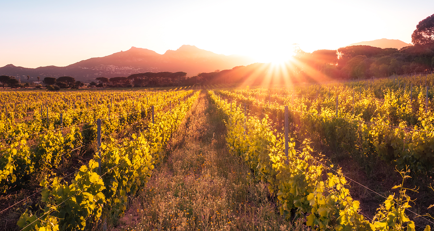 Vins de Corse
