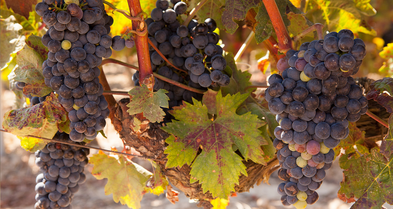 Vins d'Espagne