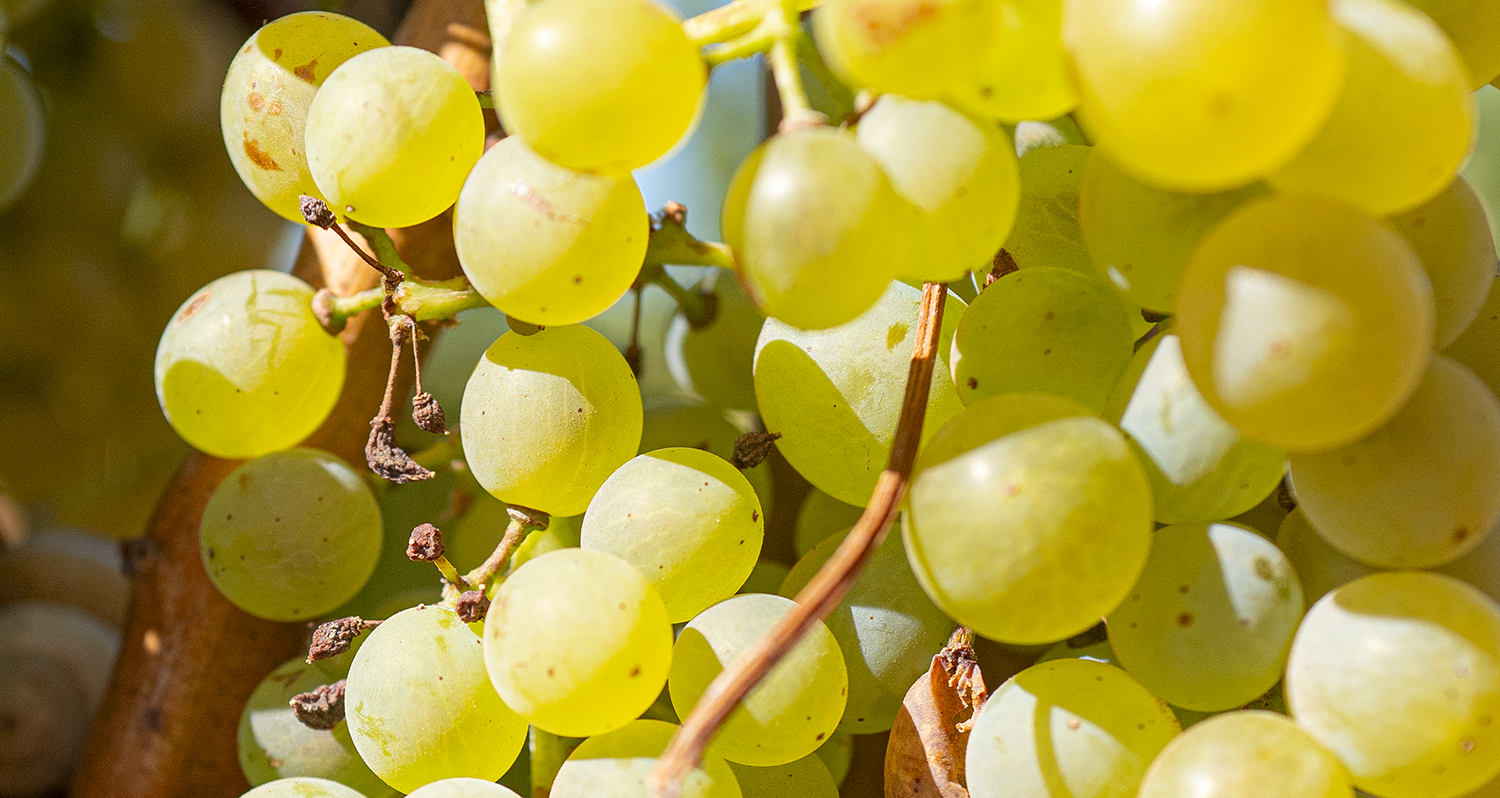 Vins Blancs