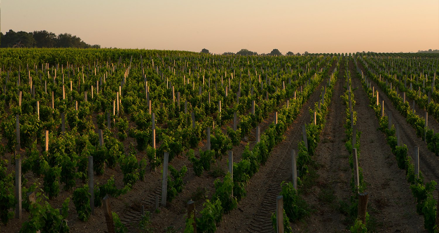 Les vignerons à découvrir