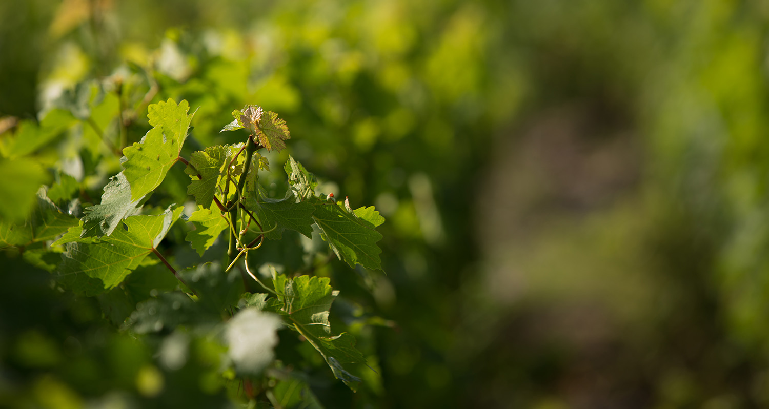 Les Vins Bio