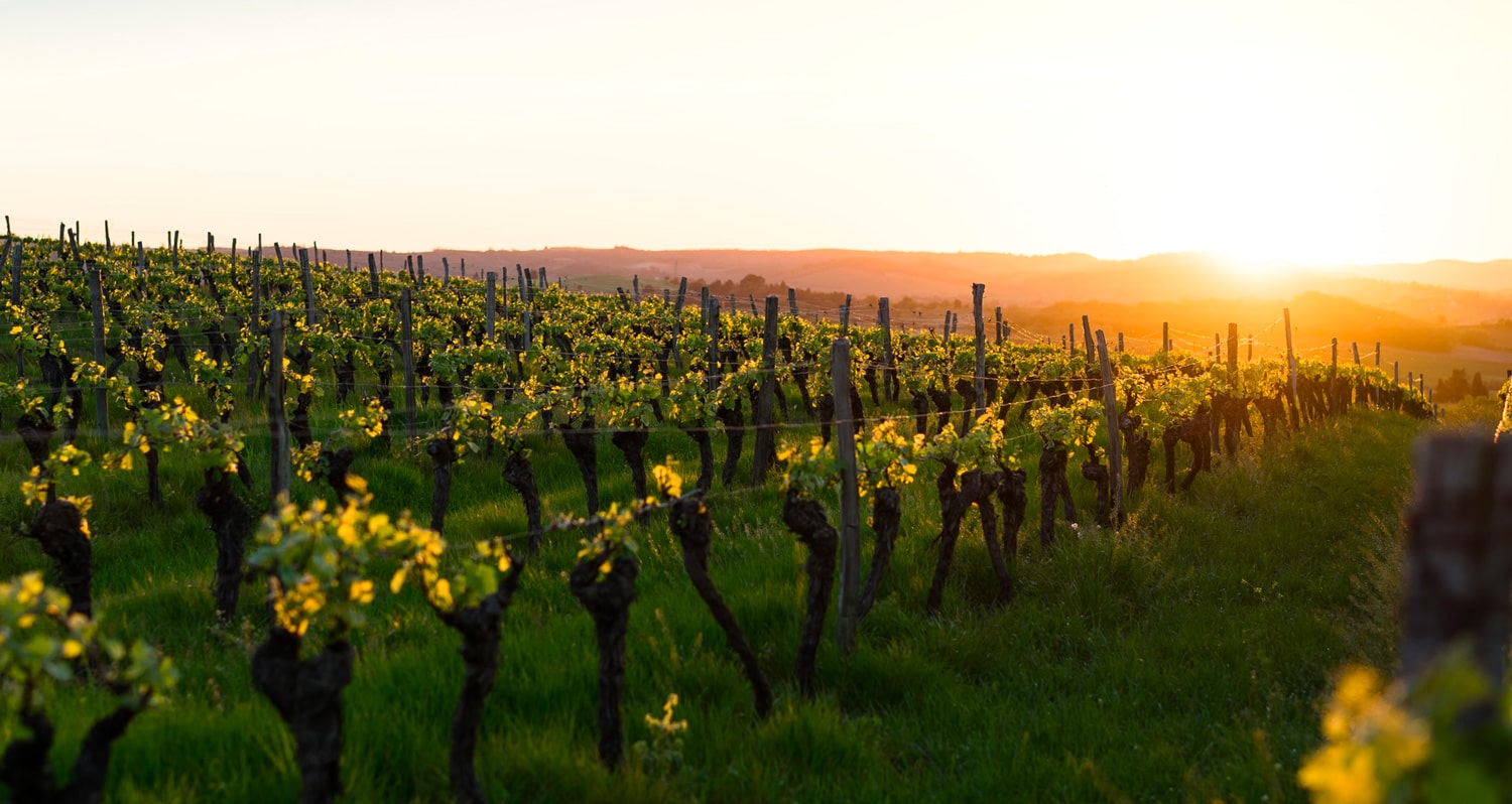 Vins du Languedoc-Roussillon